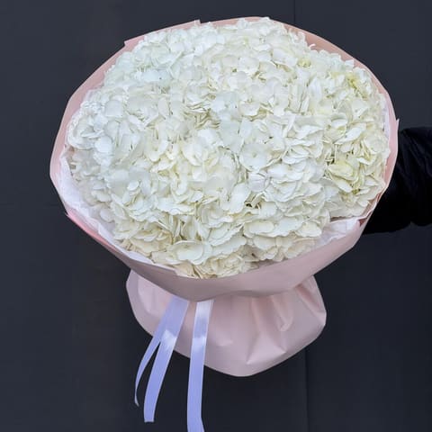 White Hydrangea — Gloxinie