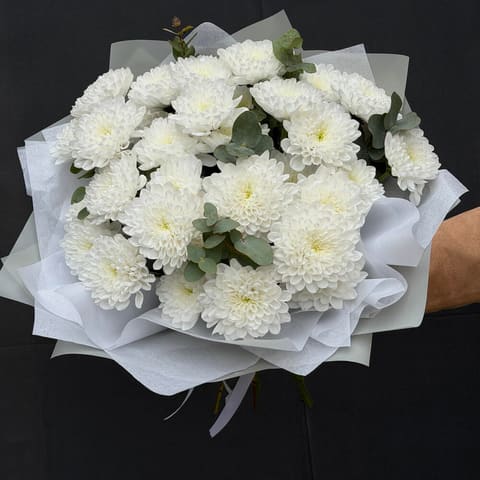 Chrysanthemum 5 — Gloxinie