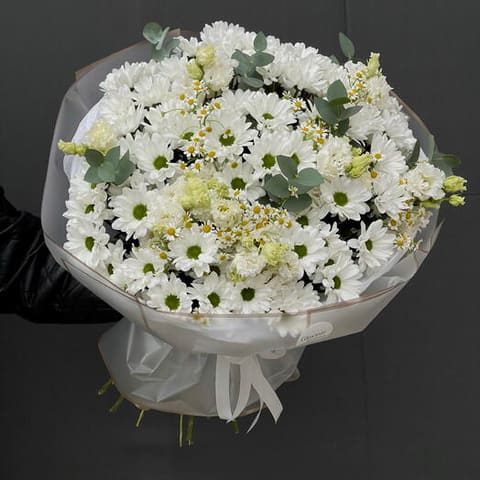 Chrysanthemum — Gloxinie