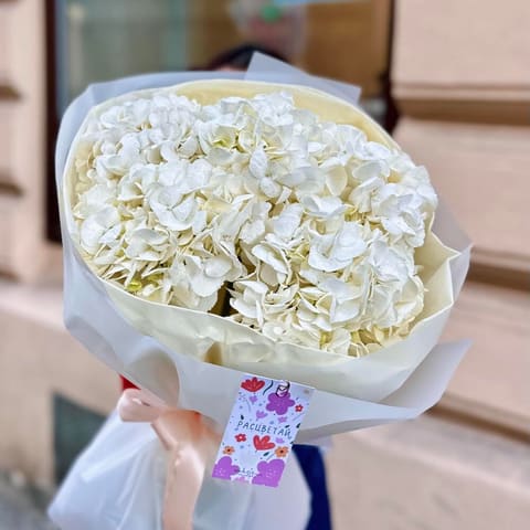 ☁️ 5 White Hydrangeas — Nomad Flowers