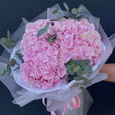 Hydrangea — Gloxinie