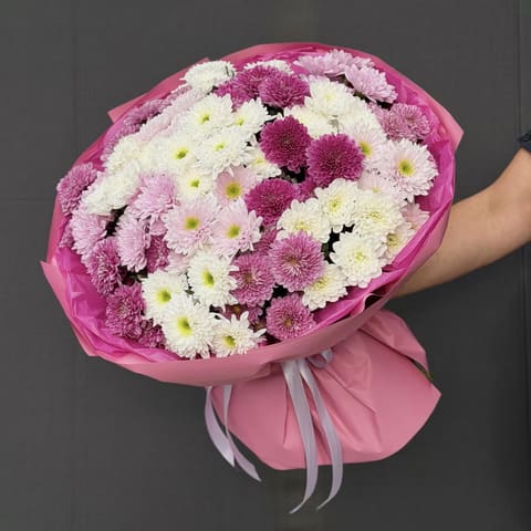 Chysanthemum — Gloxinie