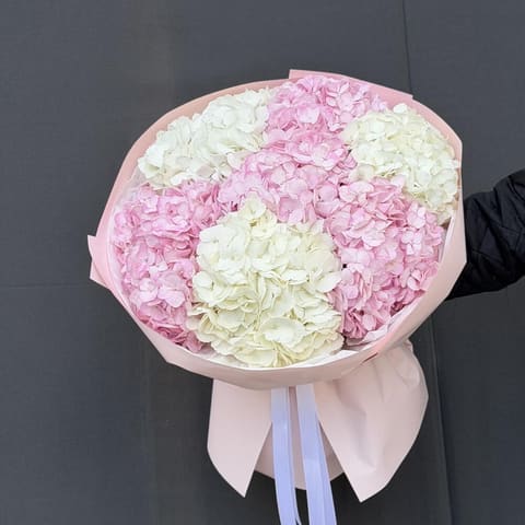Hydrangea — Gloxinie