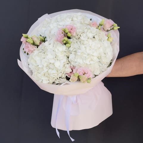 Hydrangea — Gloxinie