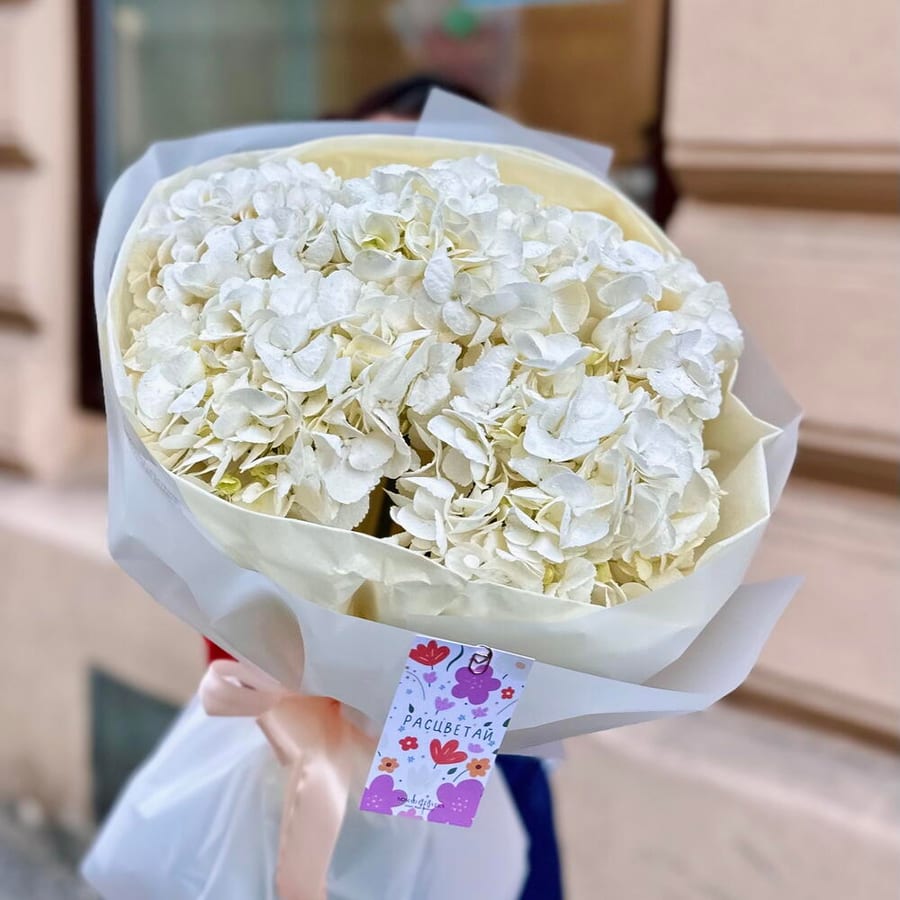 ☁️ 5 White Hydrangeas
