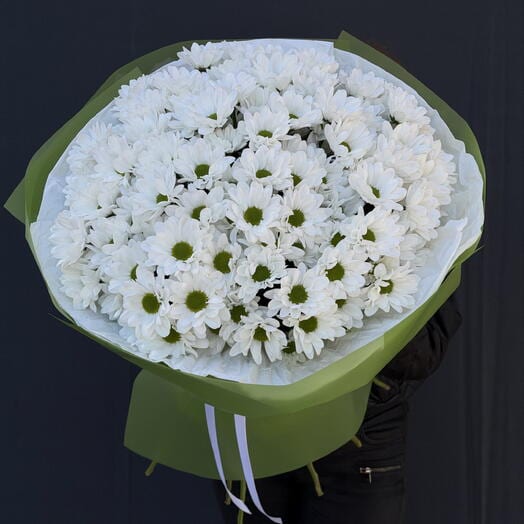 Chrysanthemum 15