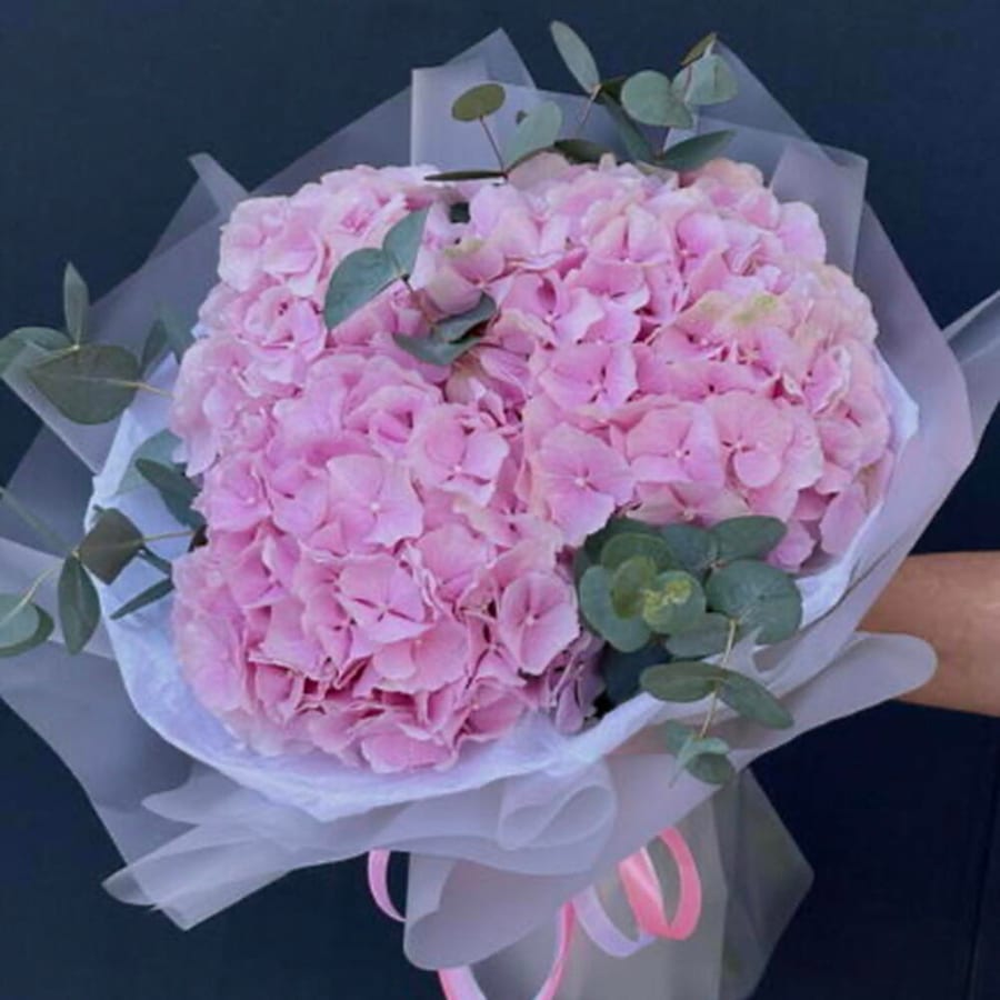 Hydrangea